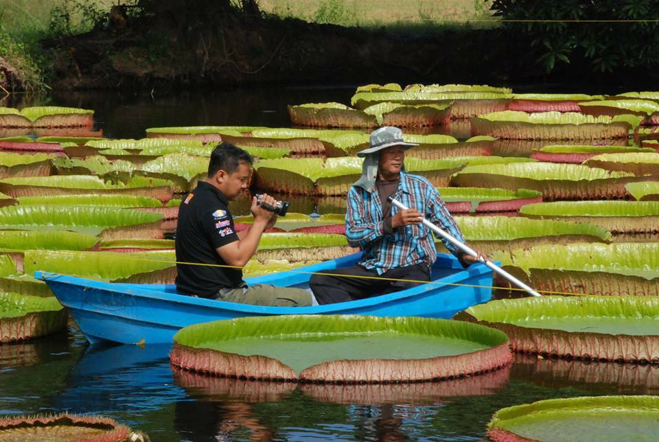 Bunga Super Unik Di Utara Thailand, Bisa Dinaiki Manusia